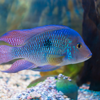 Green Terror Cichlid
