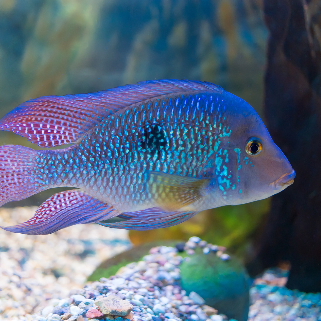 Green Terror Cichlid