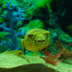 Puffer Fish - alternate view 5