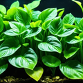 Anubias Gold aquarium plant
