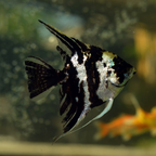 Panda Angelfish - alternate view 2