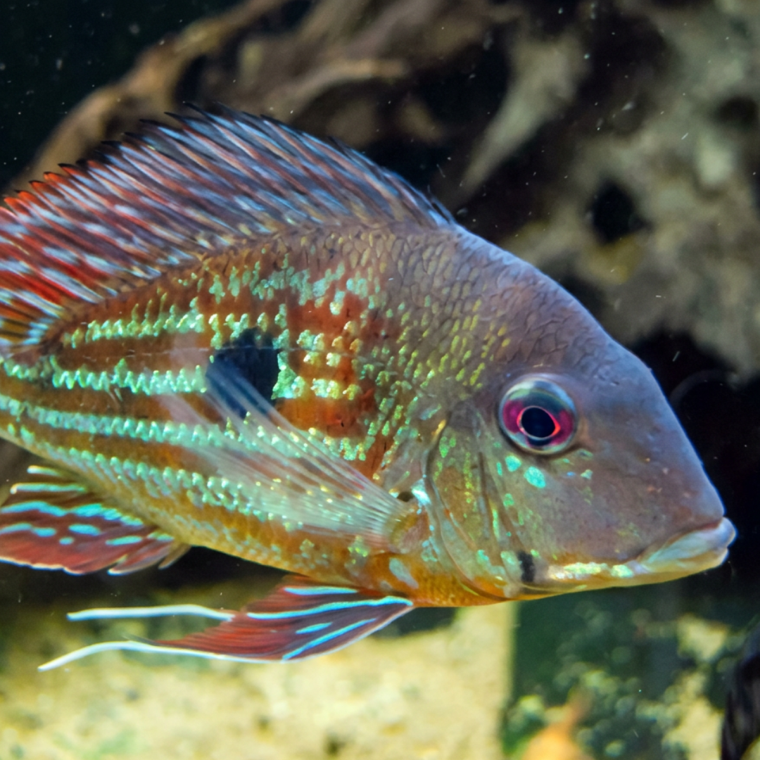 Geophagus Winemilleri Silver Striped