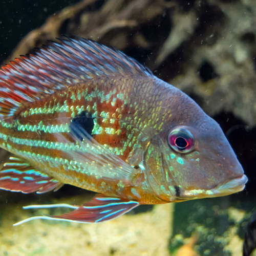 Geophagus Winemilleri Silver Striped