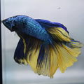 Mustard Gas Half Moon Betta
