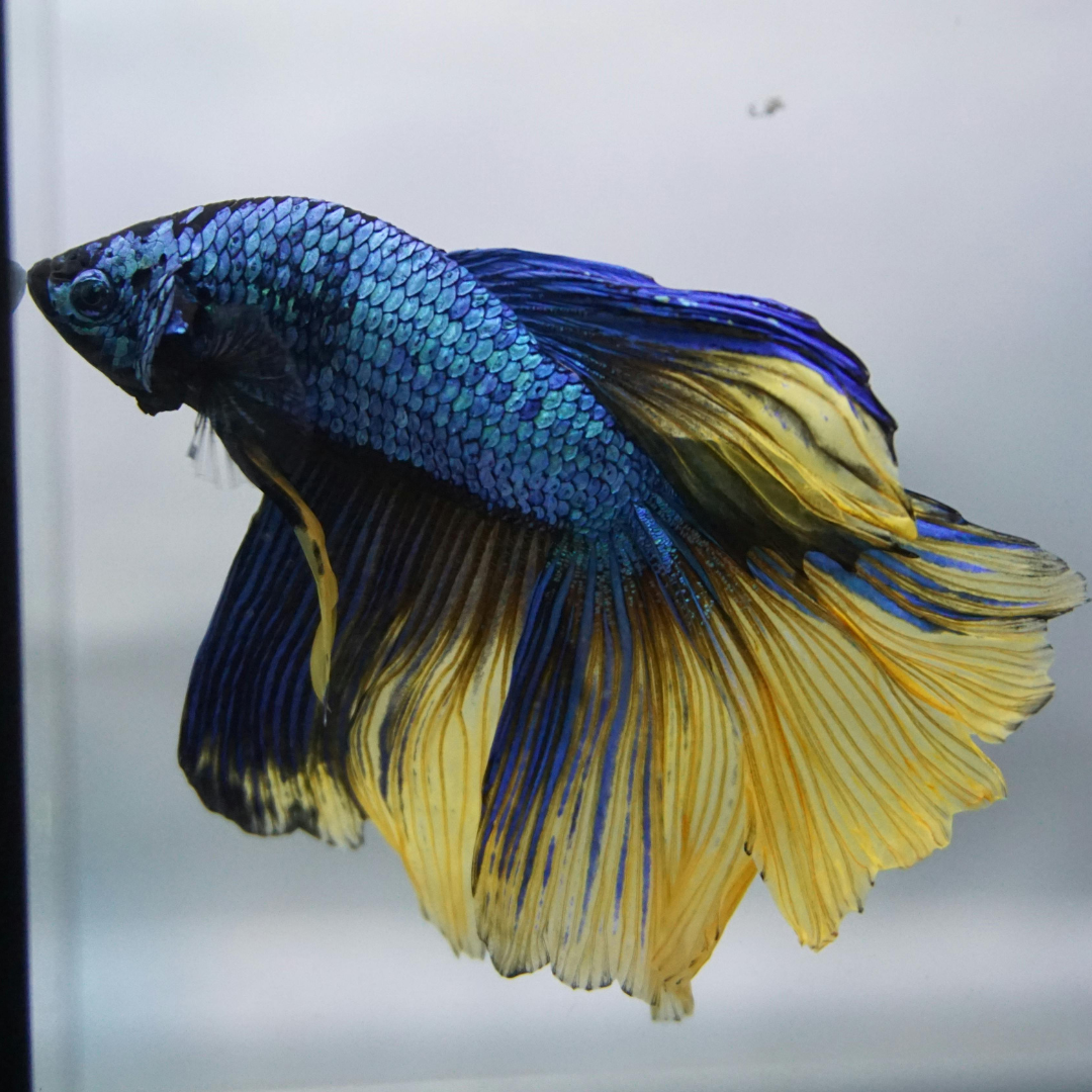 Mustard Gas Half Moon Betta