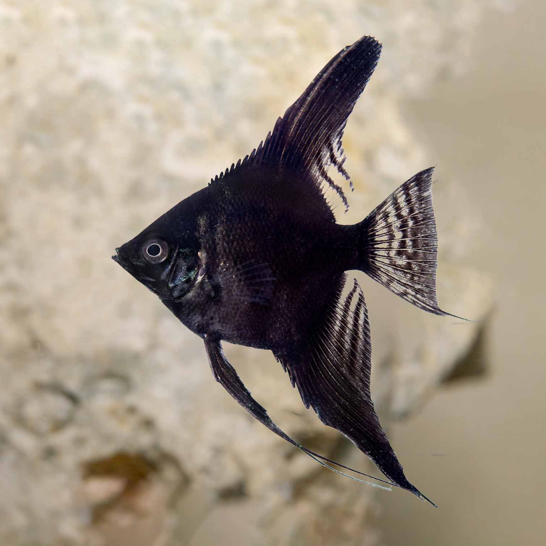 Black Angelfish