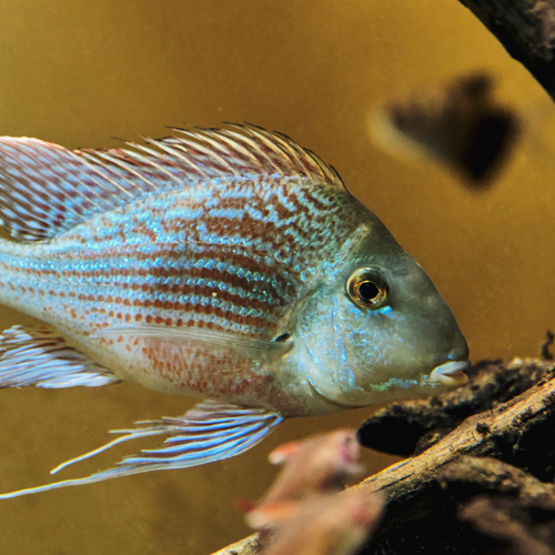 Geophagus Sveni Cichlid - Assorted - alternate view 2