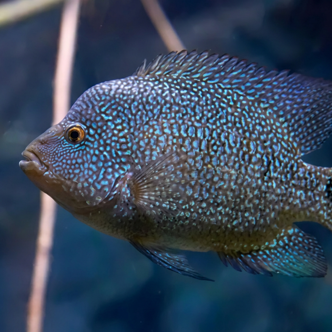 Frontosa cichlid in a freshwater aquarium