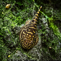 Striped Borneo Loaches