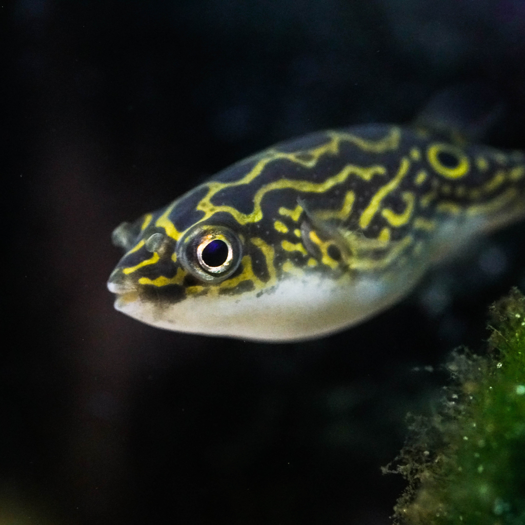 PUFFER FISH