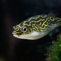 PUFFER FISH