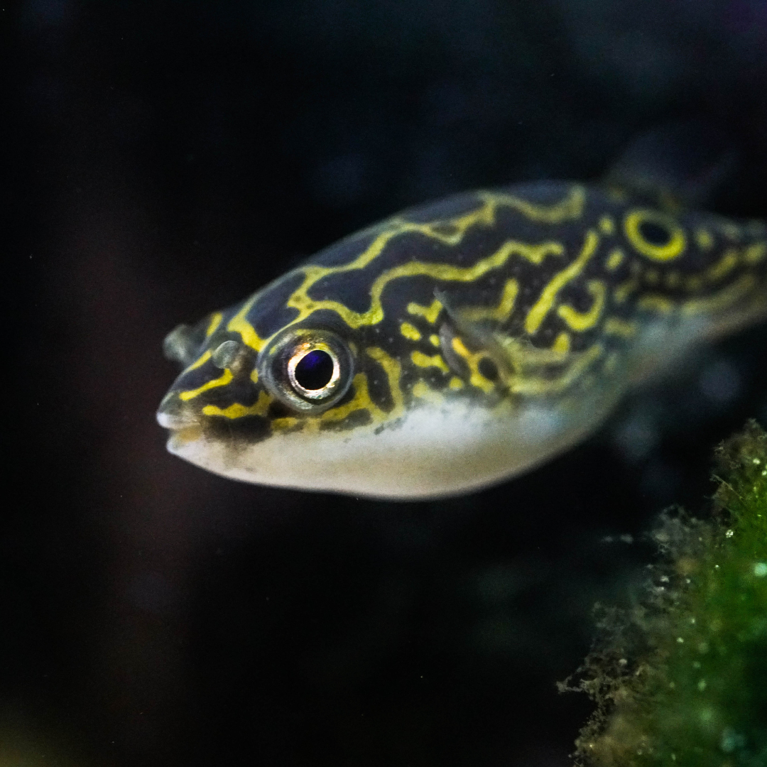 PUFFER FISH
