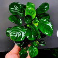 Anubias Round Leaf Coin aquarium plant