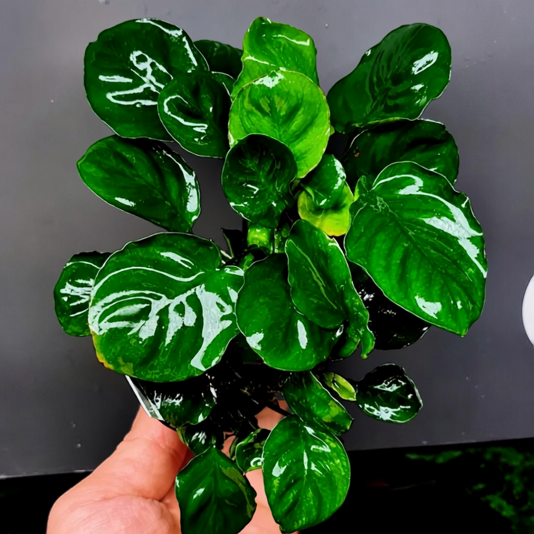 Anubias Round Leaf Coin aquarium plant