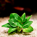 Anubias Stardust aquarium plant