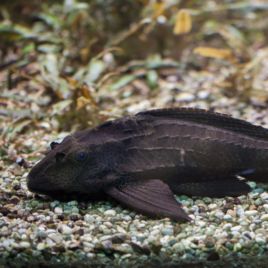 Common Pleco