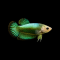Betta Assorted Female