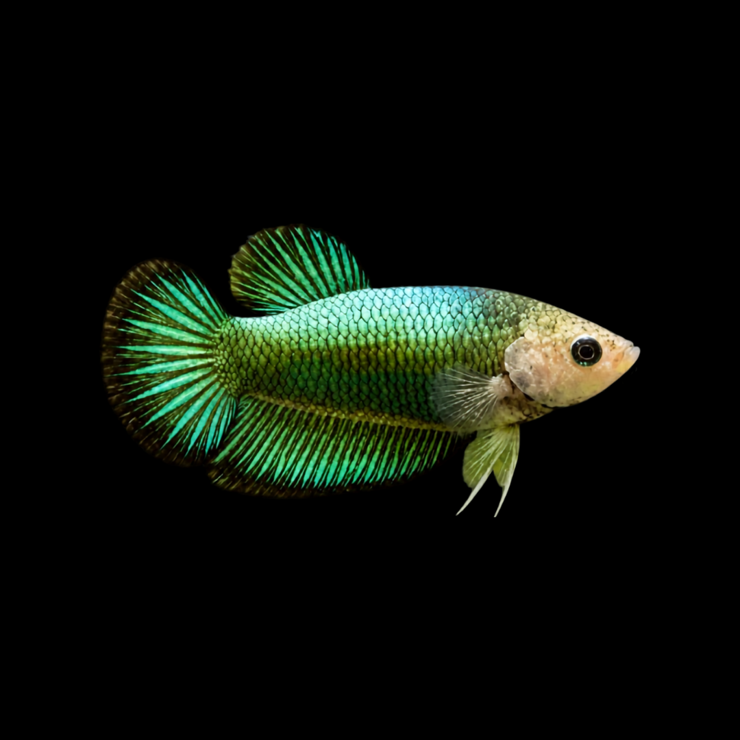 Betta Assorted Female