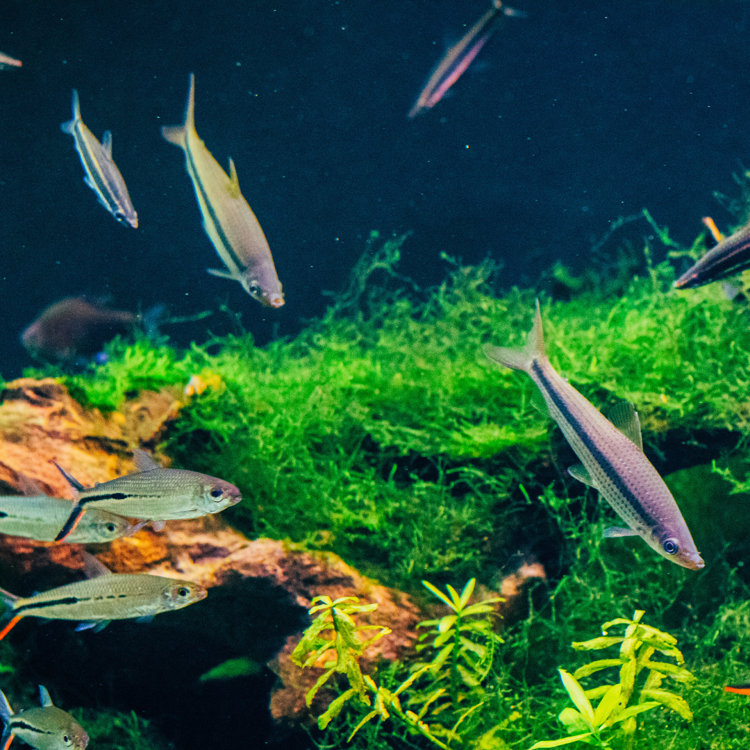 African tetras in a freshwater aquarium