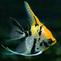 Tricolour Angelfish