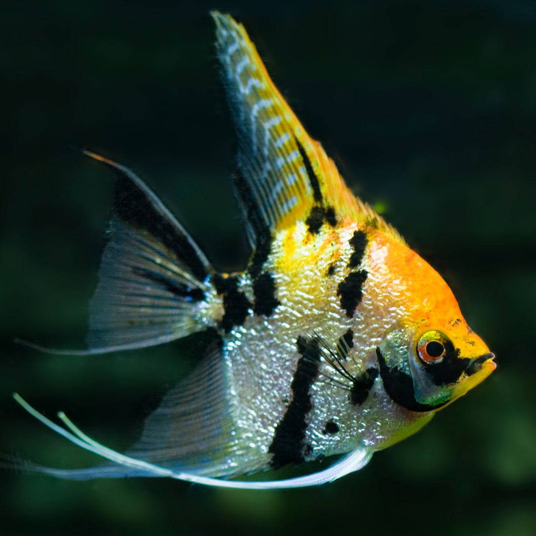 Tricolour Angelfish