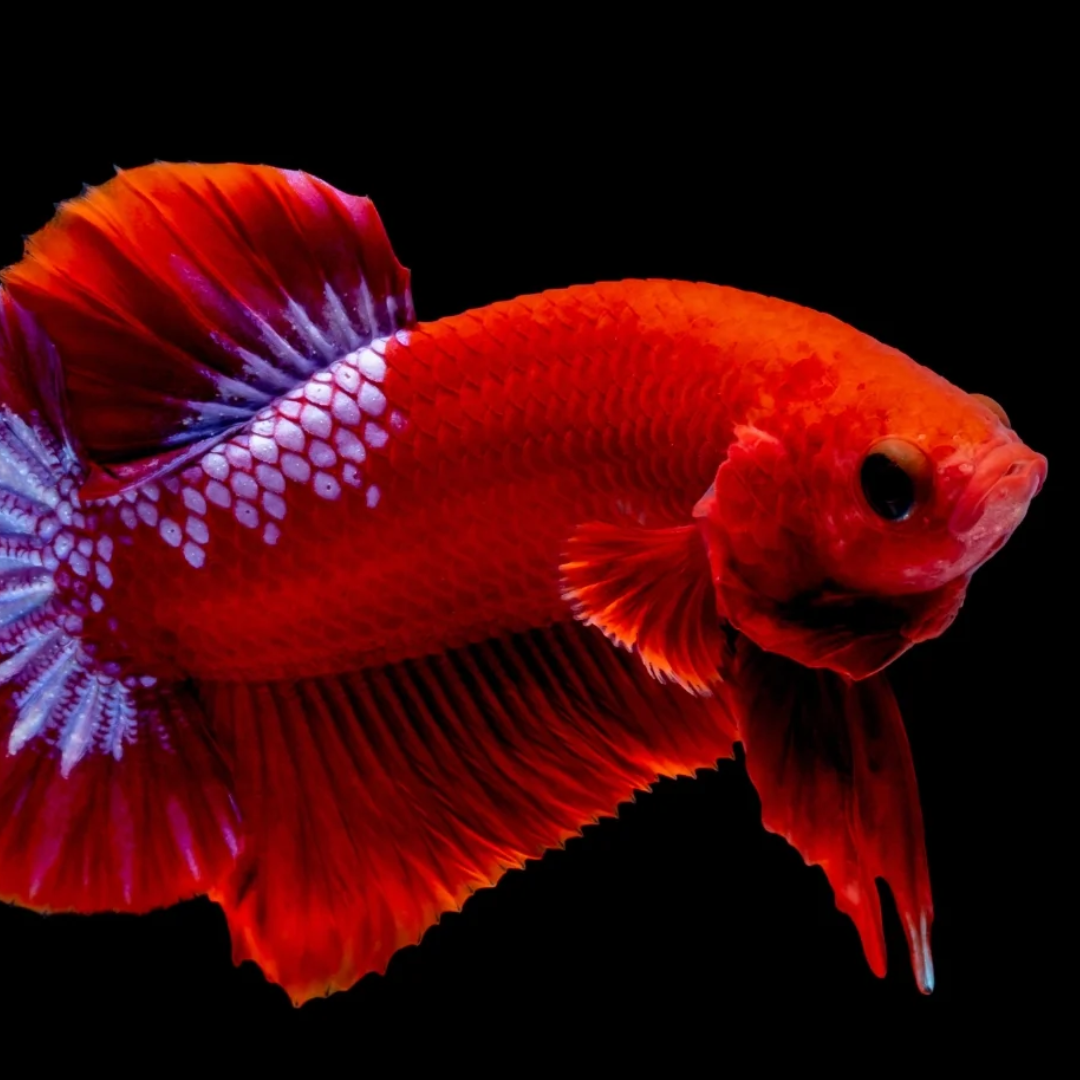 White and Red Hellboy Plakat