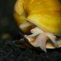 Apple Snail