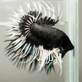 Black & White Crowntail Betta