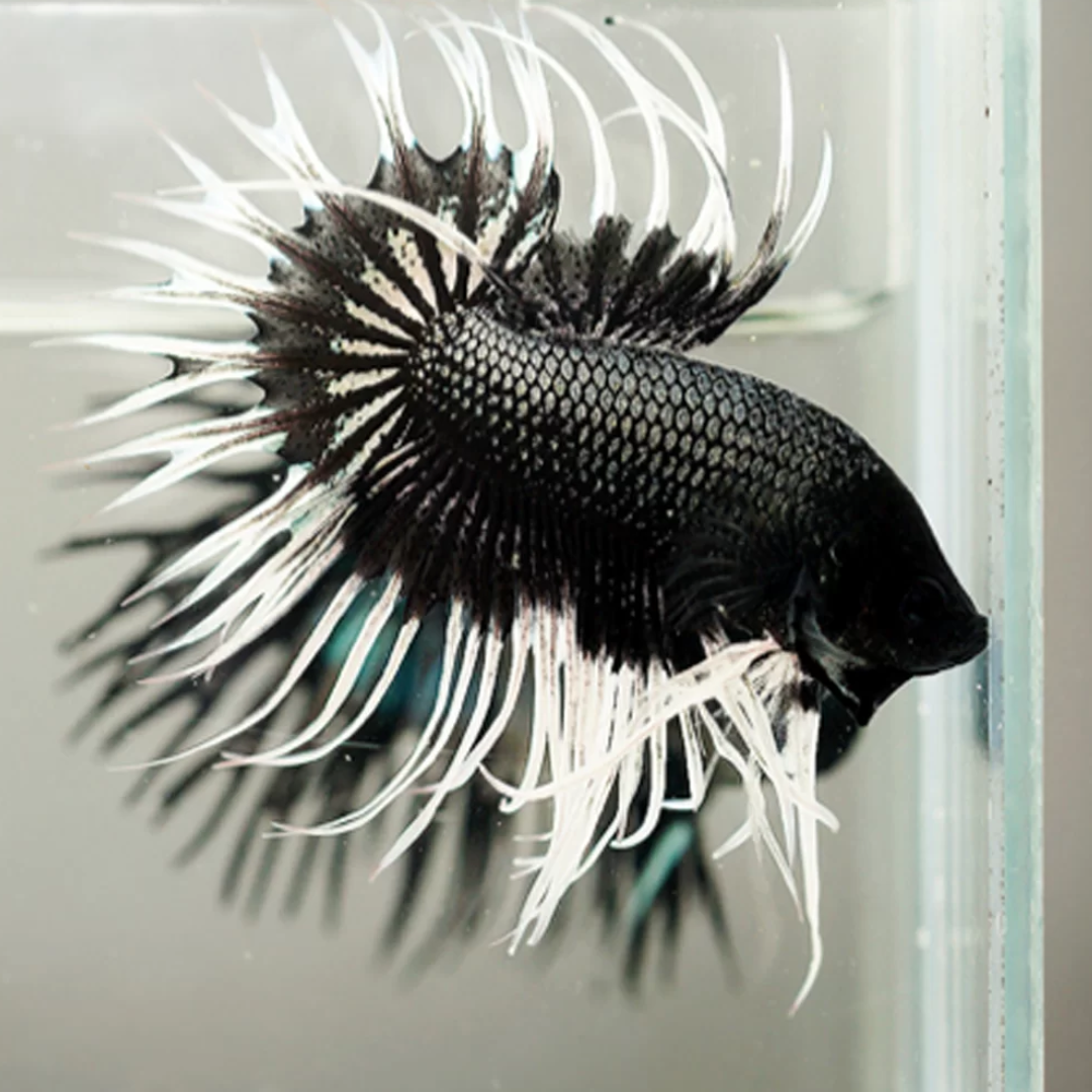 Black & White Crowntail Betta