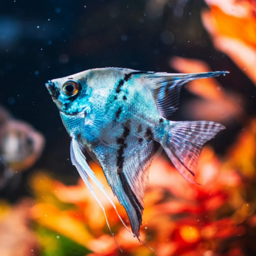 Altum Angelfish (Pterophyllum altum)