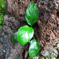 Anubias Marble aquarium plant