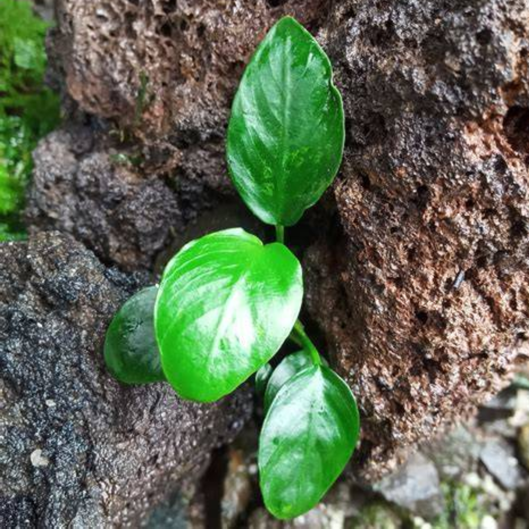 Anubias Marble aquarium plant