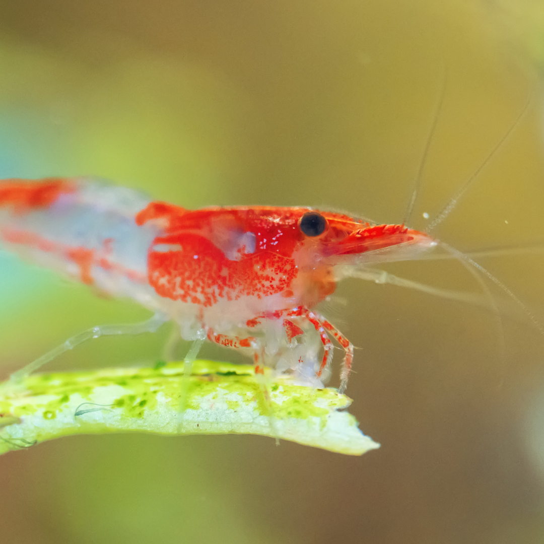 Rili Red Shrimp