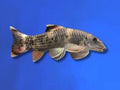 Panda Garra freshwater aquarium fish