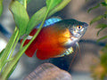 Blood Red Dwarf Gourami freshwater aquarium fish