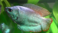 Coral Blue Dwarf Gourami freshwater aquarium fish