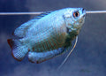 Blue Neon Dwarf Gourami freshwater aquarium fish