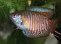 Neon Red Dwarf Gourami freshwater aquarium fish