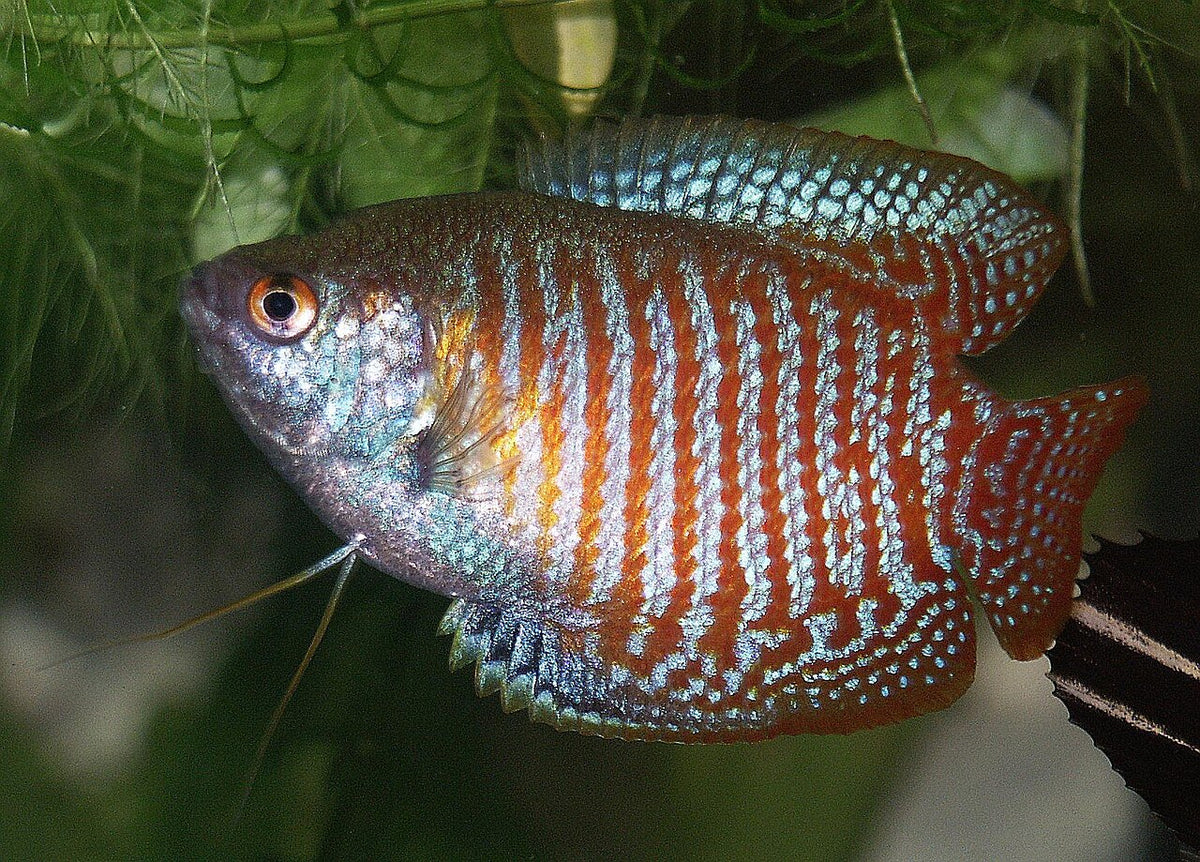 Neon Red Dwarf Gourami freshwater aquarium fish