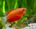Red Tail Golden Honey Dwarf Gourami freshwater aquarium fish
