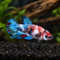 Female Koi Betta Blue and Red Galaxy representative enhanced square photo; individual markings vary