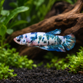 Female Blue Marble Betta Iridescent Blue representative enhanced square photo; individual markings vary