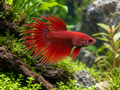 Illustrative plain red Crowntail; actual assorted female fish has shorter finnage and may vary in shade