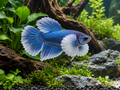 Illustrative Elephant Ear Betta with enlarged pectorals; actual assorted female has shorter finnage and may vary in shade