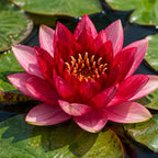 Attraction Red Water Lily – representative plant image, actual plant and flowering stage may vary