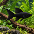Representative black Lyretail Molly with extended caudal rays