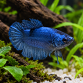 Premium Royal Blue Plakat Female Betta in a natural planted aquarium