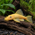 Blue Eye Lemon Ancistrus resting on natural driftwood in a planted freshwater aquarium