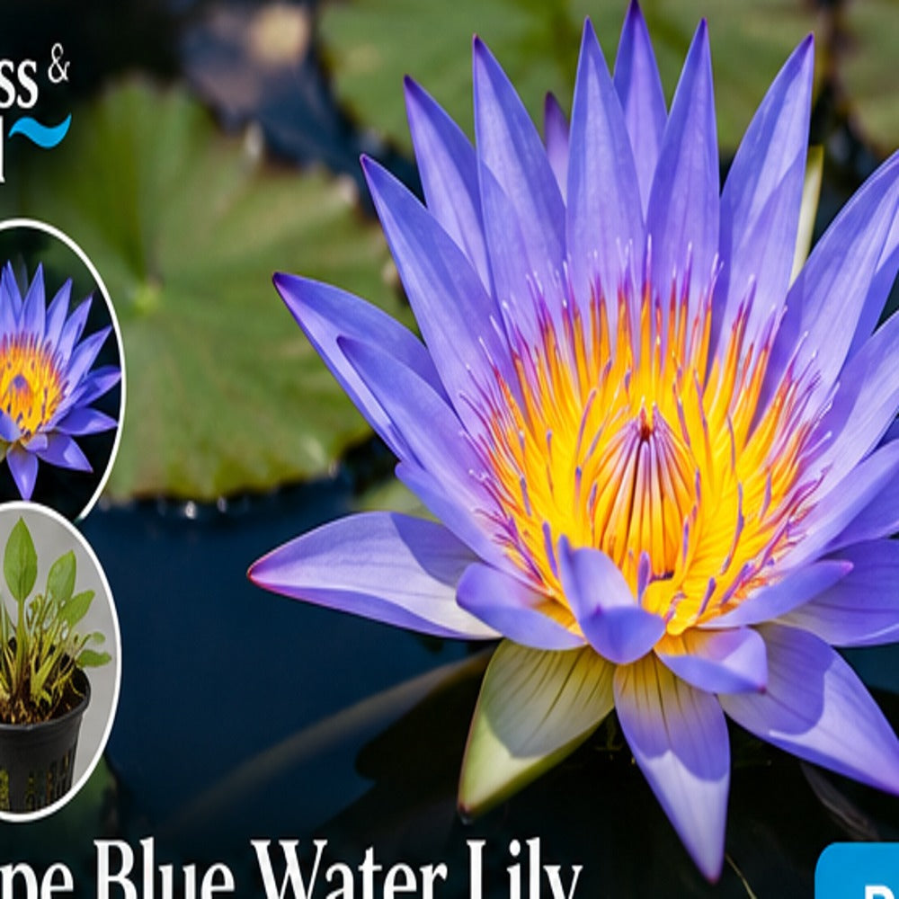Illustrative mature Cape Blue water lily bloom; actual delivered plant may not be flowering