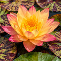 Comanche Colour-Changing Water Lily – representative plant image, actual plant and flowering stage may vary